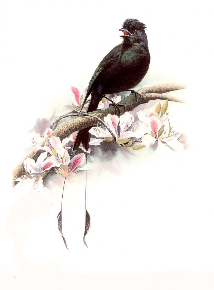 Birds Art Painting